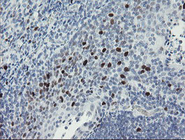 MAFB Antibody in Immunohistochemistry (Paraffin) (IHC (P))