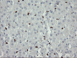 MAFB Antibody in Immunohistochemistry (Paraffin) (IHC (P))