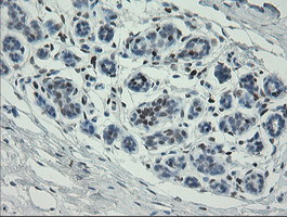 MAFB Antibody in Immunohistochemistry (Paraffin) (IHC (P))