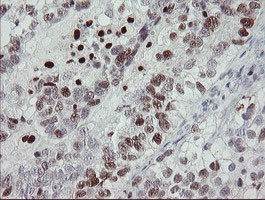 MAFB Antibody in Immunohistochemistry (Paraffin) (IHC (P))