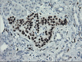 MAFB Antibody in Immunohistochemistry (Paraffin) (IHC (P))