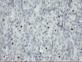 MAFB Antibody in Immunohistochemistry (Paraffin) (IHC (P))