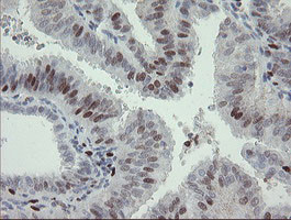 MAFB Antibody in Immunohistochemistry (Paraffin) (IHC (P))