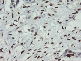 MAFB Antibody in Immunohistochemistry (Paraffin) (IHC (P))