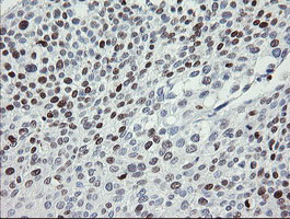 MAFB Antibody in Immunohistochemistry (Paraffin) (IHC (P))