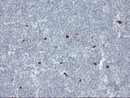 MAFB Antibody in Immunohistochemistry (Paraffin) (IHC (P))