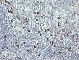 MAFB Antibody in Immunohistochemistry (Paraffin) (IHC (P))