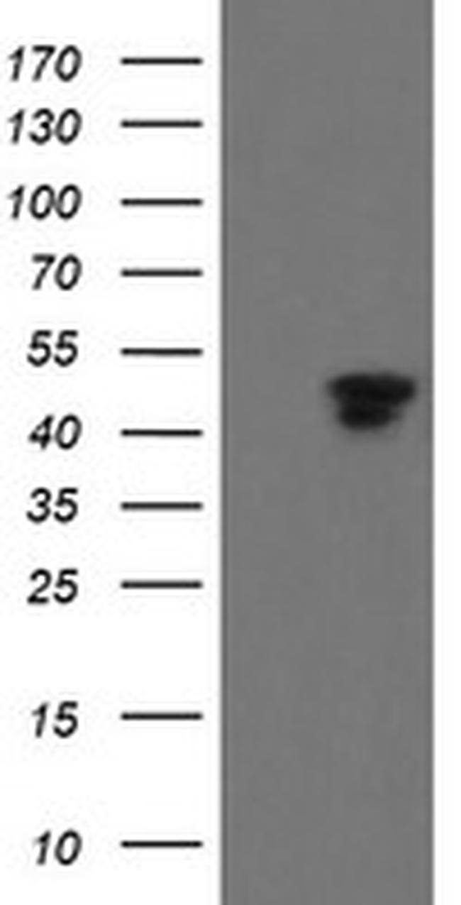 MAFB Antibody in Western Blot (WB)