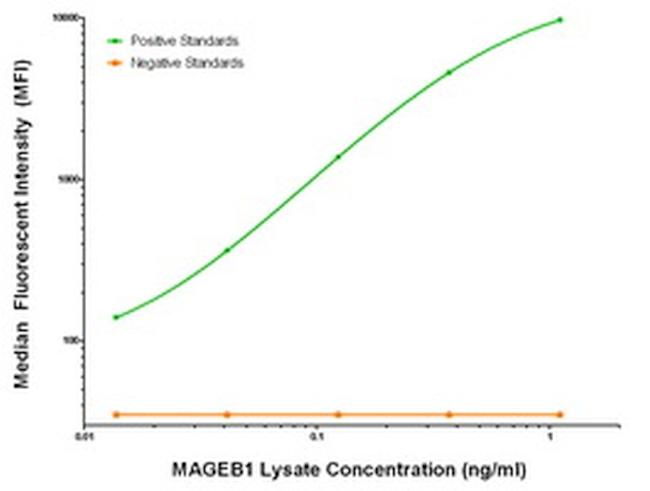 MAGEB1 Antibody in Luminex (LUM)