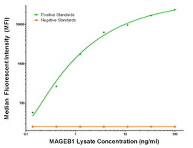 MAGEB1 Antibody in Luminex (LUM)