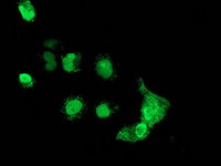 MAGEB18 Antibody in Immunocytochemistry (ICC/IF)