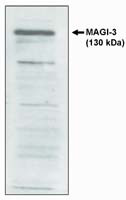 MAGI3 Antibody in Western Blot (WB)