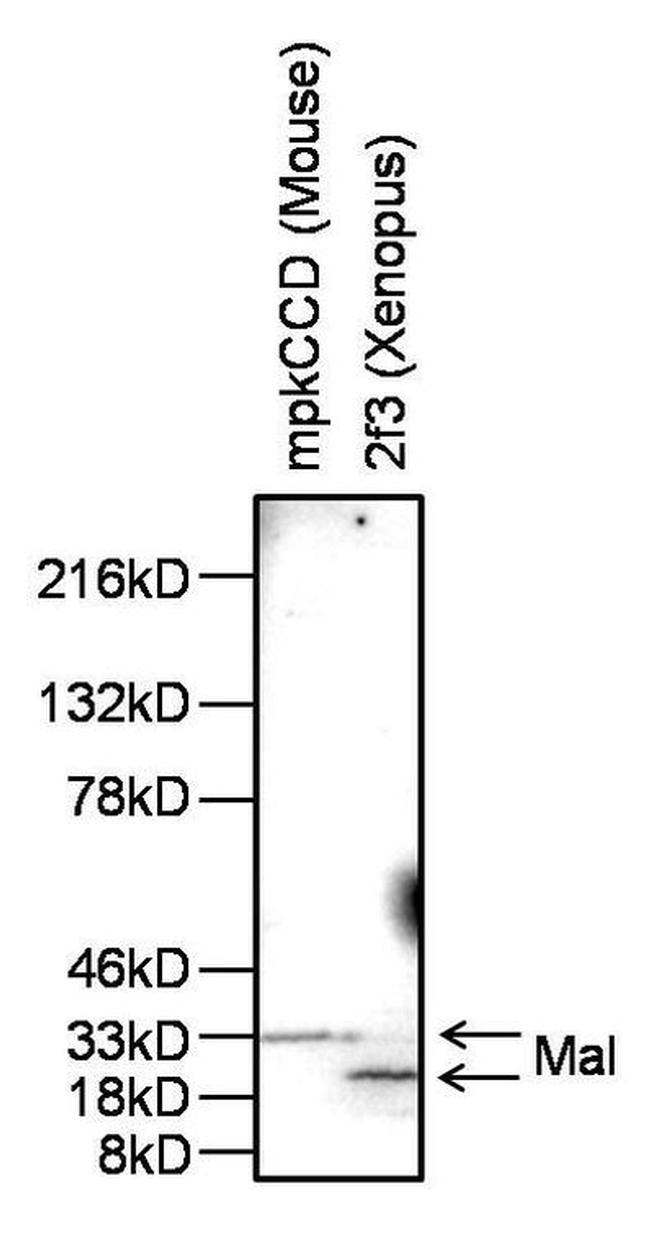 MAL Antibody in Western Blot (WB)