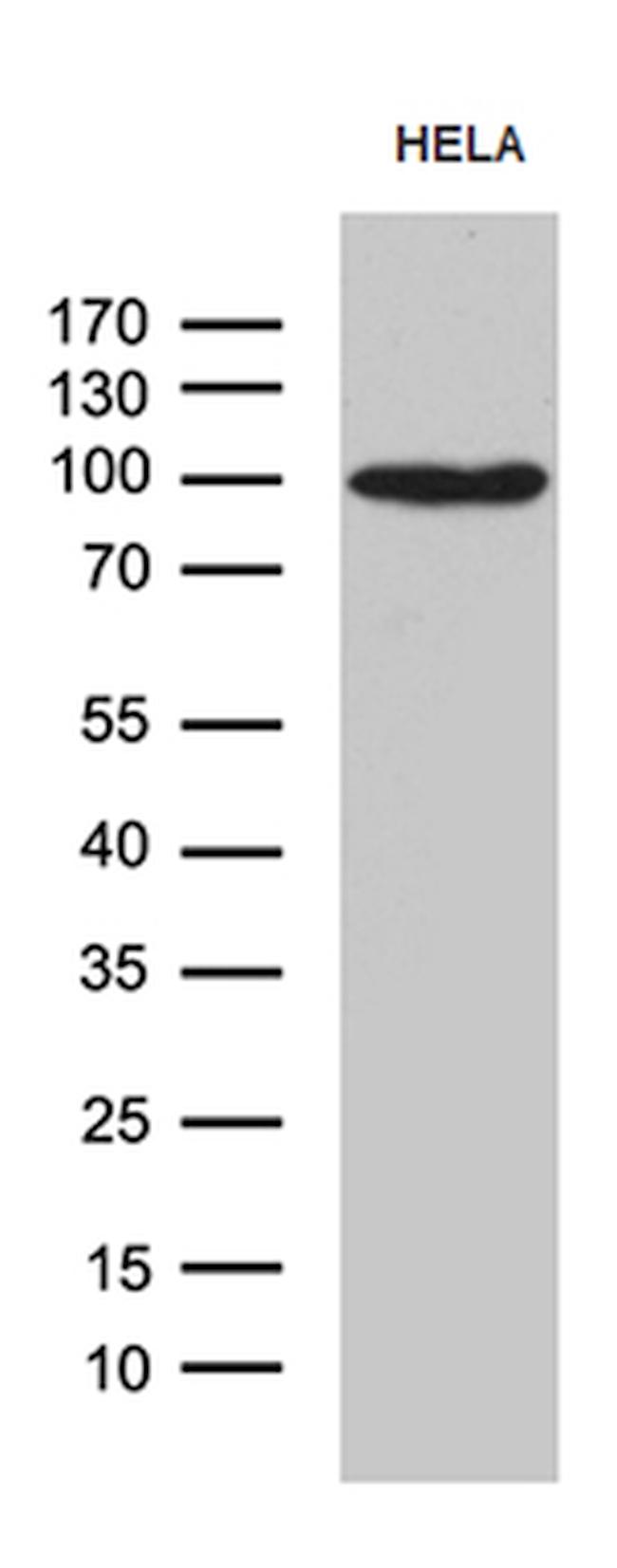 MALT1 Antibody in Western Blot (WB)