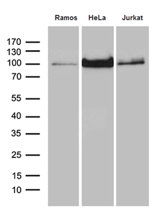 MALT1 Antibody in Western Blot (WB)