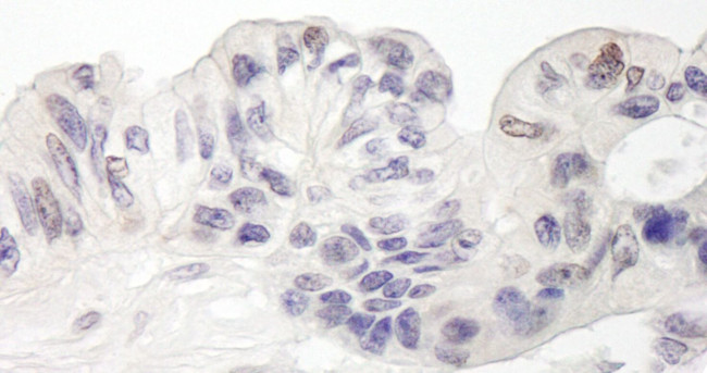 MAML1 Antibody in Immunohistochemistry (IHC)