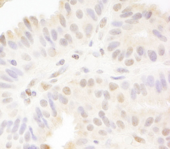 MAML1 Antibody in Immunohistochemistry (IHC)