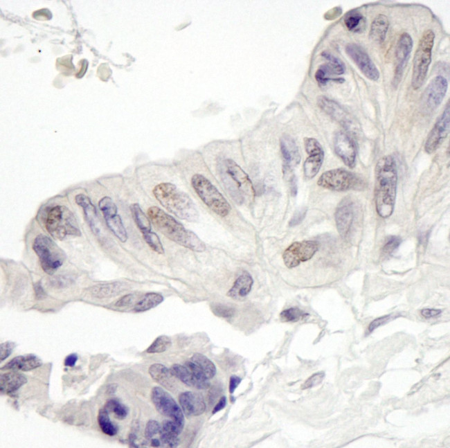 MAML1 Antibody in Immunohistochemistry (IHC)