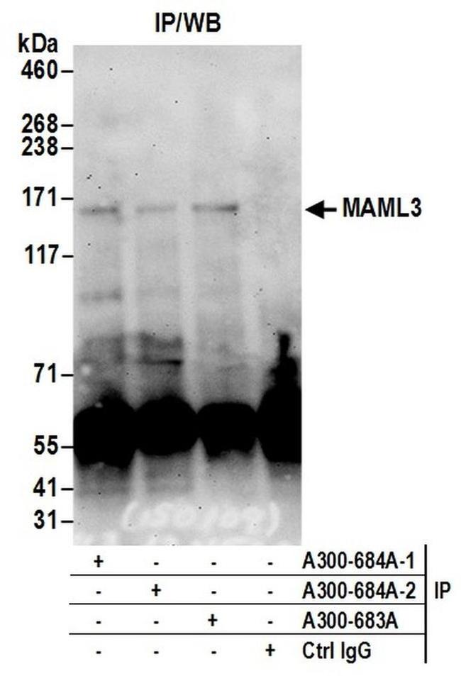 MAML3 Antibody in Western Blot (WB)