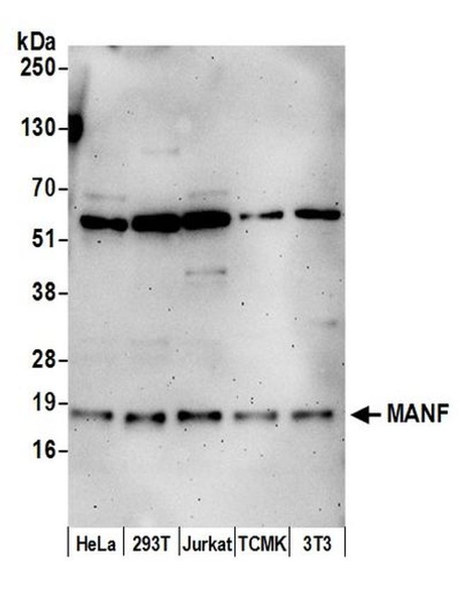 MANF Antibody in Western Blot (WB)