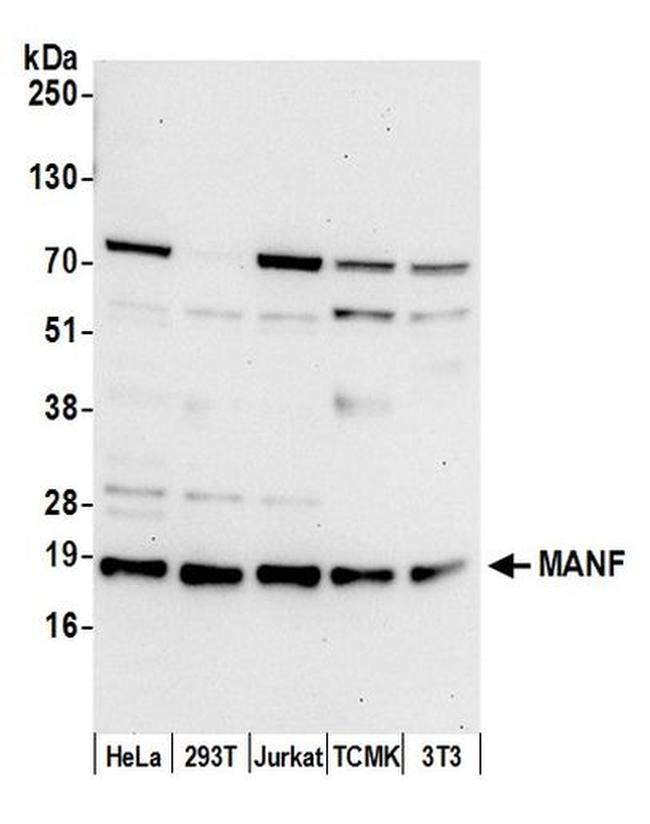 MANF Antibody in Western Blot (WB)