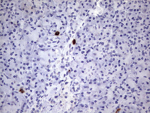 MAP1LC3A Antibody in Immunohistochemistry (Paraffin) (IHC (P))