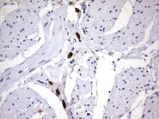 MAP1LC3A Antibody in Immunohistochemistry (Paraffin) (IHC (P))