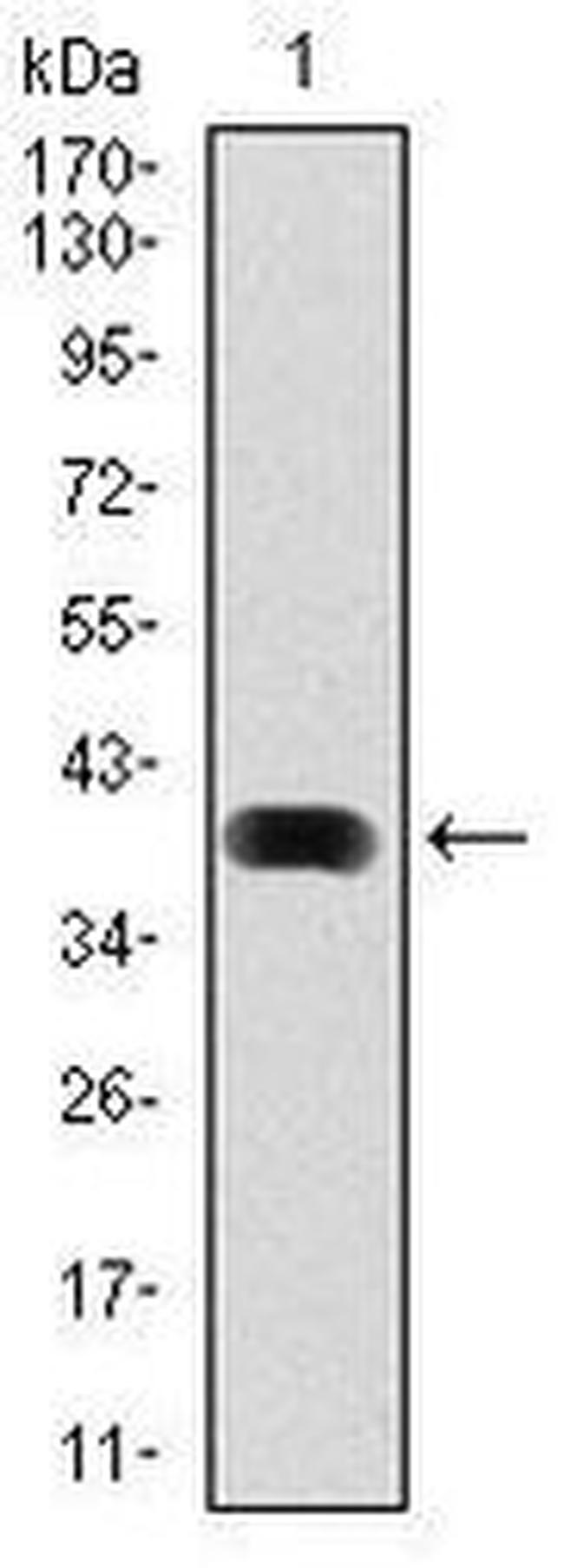 LC3B Antibody in Western Blot (WB)