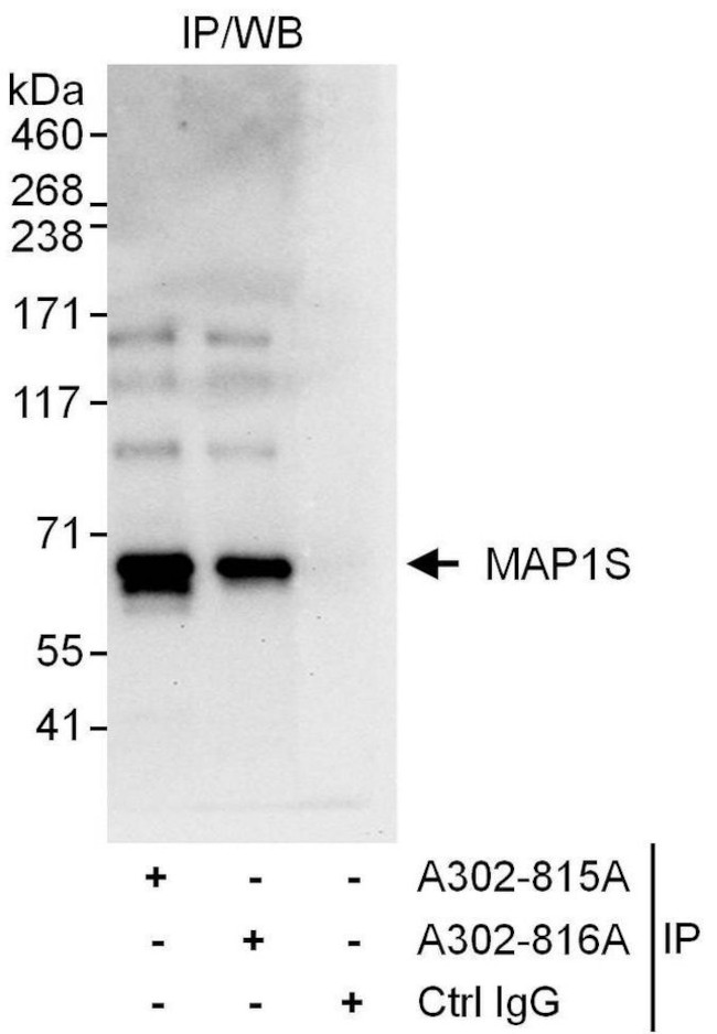 MAP1S Antibody in Immunoprecipitation (IP)