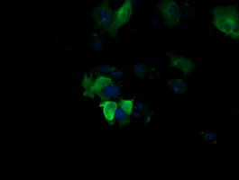 MAP2K1 Antibody in Immunocytochemistry (ICC/IF)