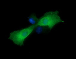 MAP2K1 Antibody in Immunocytochemistry (ICC/IF)