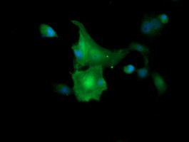 MAP2K1 Antibody in Immunocytochemistry (ICC/IF)