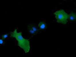 MAP2K1 Antibody in Immunocytochemistry (ICC/IF)