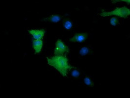 MAP2K1 Antibody in Immunocytochemistry (ICC/IF)