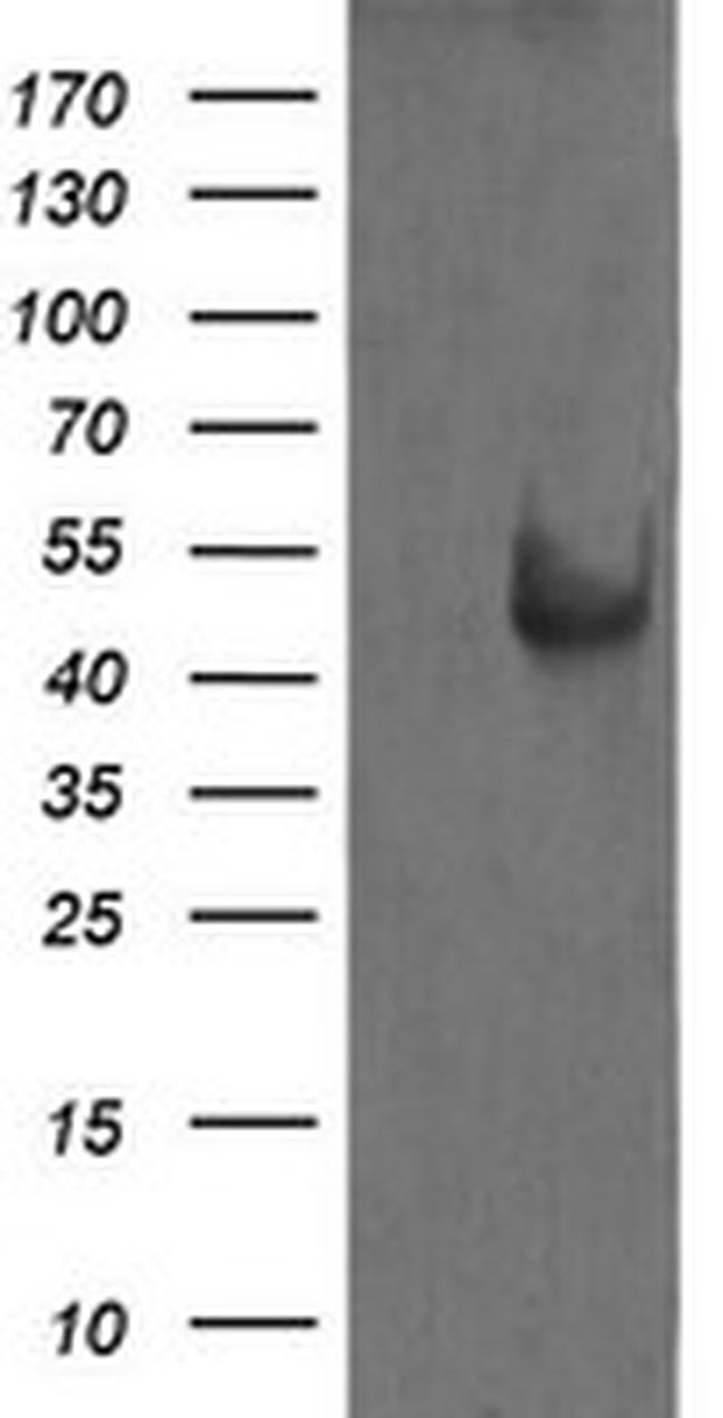 MAP2K1 Antibody in Western Blot (WB)