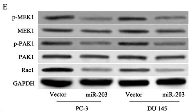 MAP2K1 Antibody in Western Blot (WB)