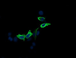 MAP2K2 Antibody in Immunocytochemistry (ICC/IF)