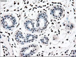 MAP2K2 Antibody in Immunohistochemistry (Paraffin) (IHC (P))