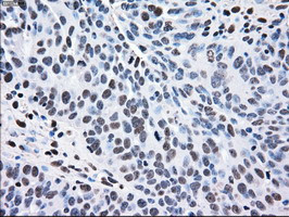 MAP2K2 Antibody in Immunohistochemistry (Paraffin) (IHC (P))