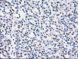 MAP2K2 Antibody in Immunohistochemistry (Paraffin) (IHC (P))