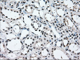 MAP2K2 Antibody in Immunohistochemistry (Paraffin) (IHC (P))