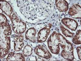 MAP2K2 Antibody in Immunohistochemistry (Paraffin) (IHC (P))