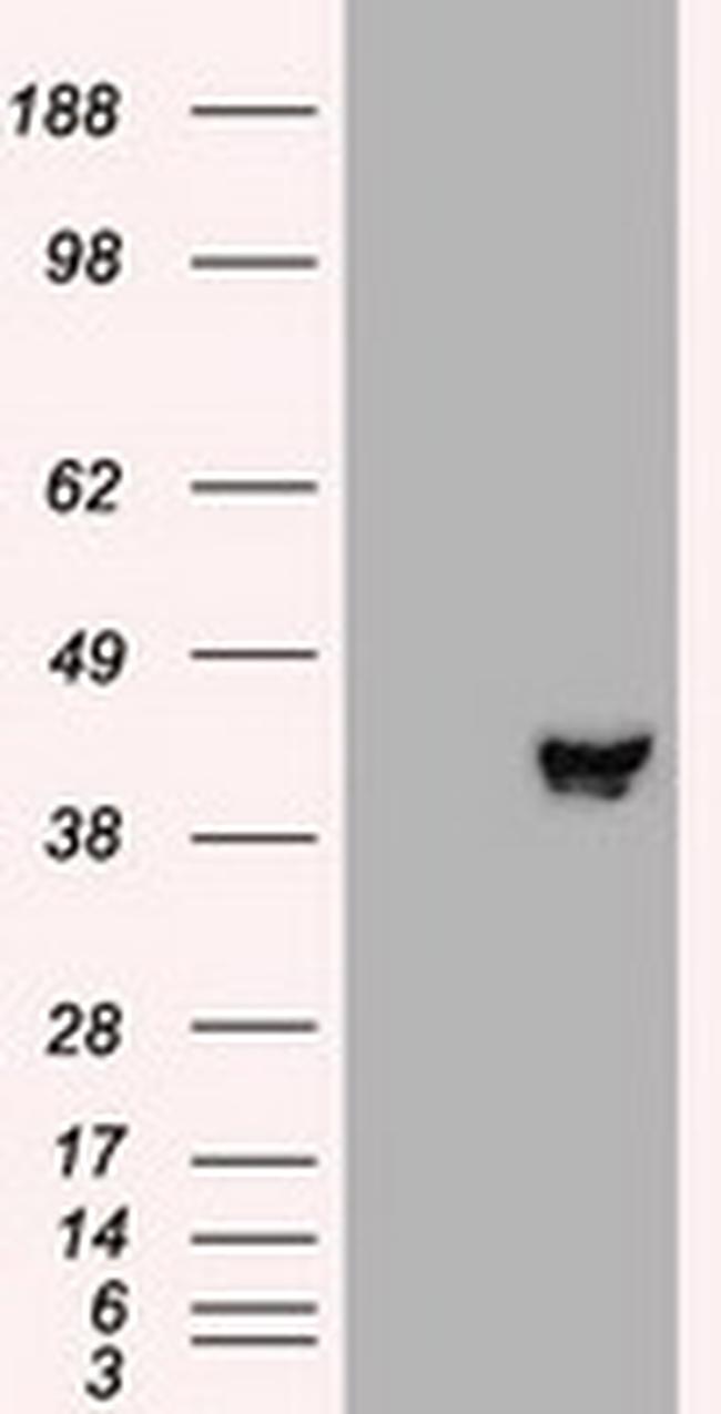 MAP2K2 Antibody in Western Blot (WB)