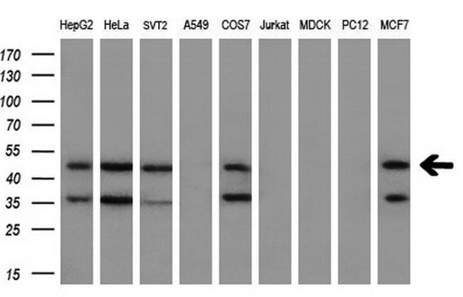 MAP2K2 Antibody in Western Blot (WB)