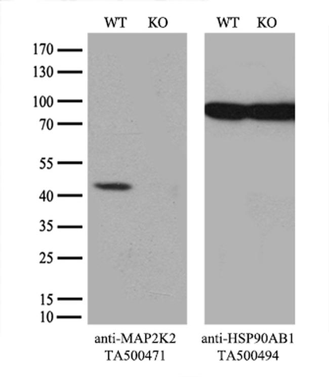 MAP2K2 Antibody in Western Blot (WB)