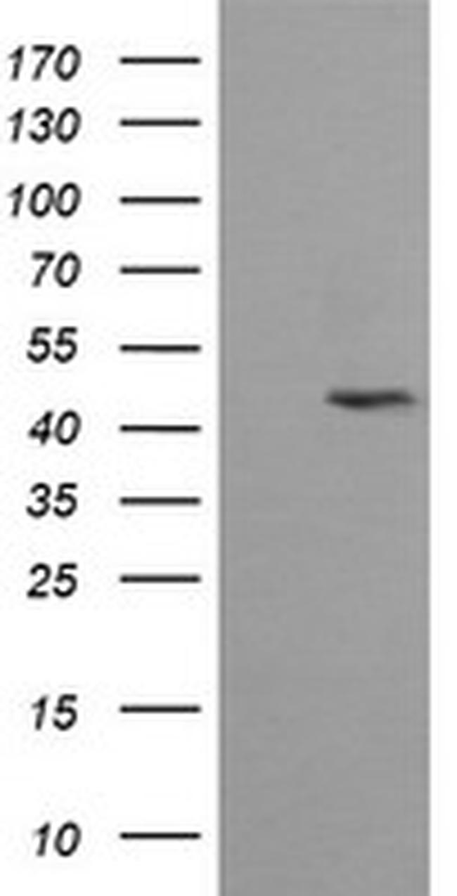 MAP2K2 Antibody in Western Blot (WB)