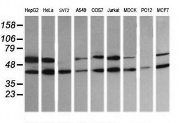 MAP2K2 Antibody in Western Blot (WB)