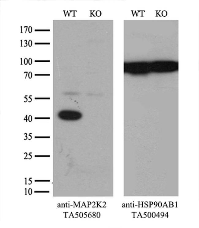 MAP2K2 Antibody in Western Blot (WB)