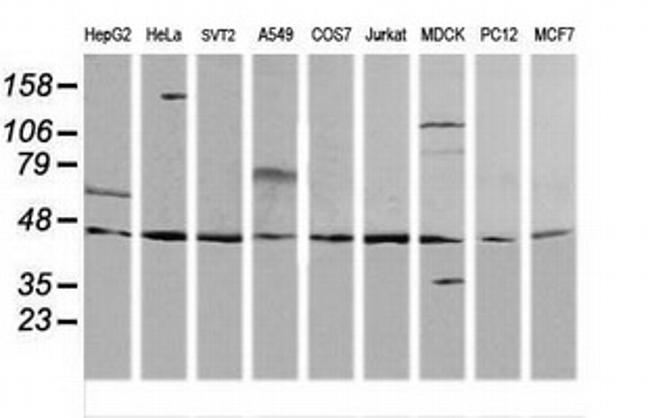 MAP2K2 Antibody in Western Blot (WB)