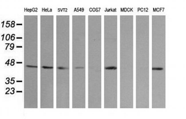 MAP2K2 Antibody in Western Blot (WB)